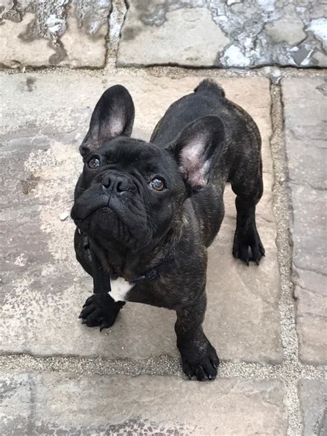 4 MONTHS OLD DARK BRINDLE FRENCH BULLDOG | in Merthyr Tydfil | Gumtree