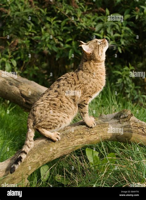 Asian wildcat felis silvestris ornata hi-res stock photography and ...