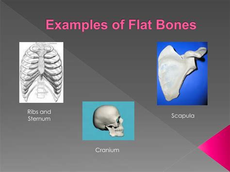 PPT - Anatomy and Physiology of the Skeletal System PowerPoint Presentation - ID:2109351