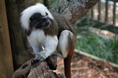 Central Florida Zoo & Botanical Gardens Cotton-top Tamarin Attraction ...