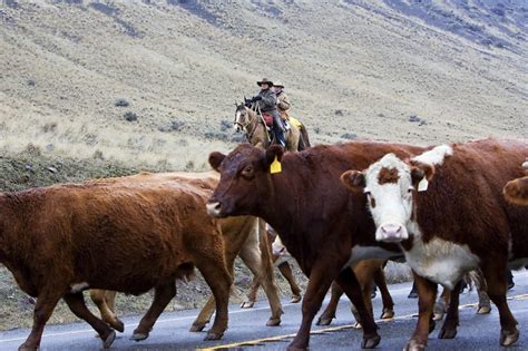 Cattle drive | Photo Gallery | dailyrecordnews.com