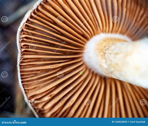 Under the Mushroom Cap. Bottom View. Mushroom Gills Macro Stock Image - Image of parasol ...