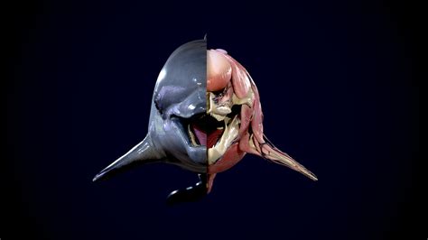 Sergey Egelsky - Dolphin anatomy