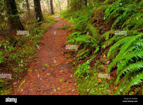 North Umpqua River National Recreation Trail, North Umpqua Wild and ...