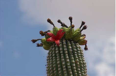 Saguaro Flower Power Project - Saguaro National Park (U.S. National ...