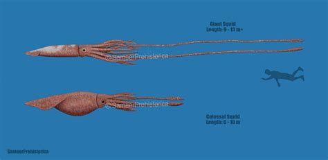 Giant Squid and Colossal Squid Size by SameerPrehistorica on DeviantArt