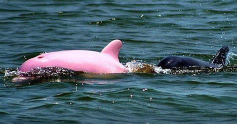 Betty MacDonald Fan Club: Pink Bottlenose Dolphin Photographed