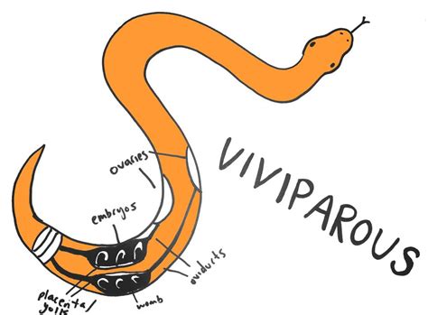 Diagram How Do Snakes Reproduce