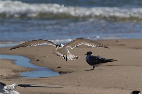 20+ years of commitment and effort to save our migratory shorebirds ...