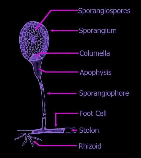 Zygomycota Structure