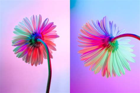 NEON FLOWERS on Behance