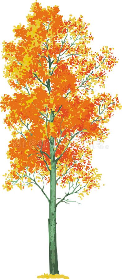 aspen tree clipart 20 free Cliparts | Download images on Clipground 2024