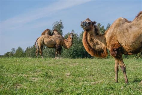 Where can I see the Bactrian Camel in the wild