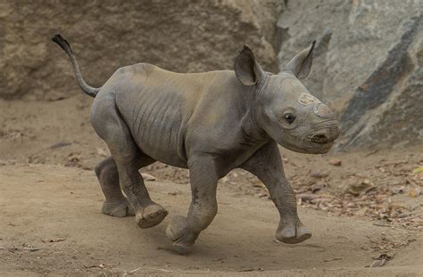 This Critically Endangered Baby Rhino Is An Adorable Addition To A Species In Need | HuffPost