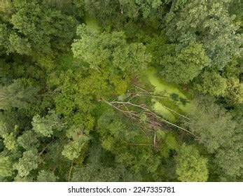 6,491 Riparian_forest Images, Stock Photos & Vectors | Shutterstock