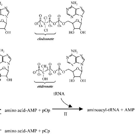 The structure of pyrophosphate, a geminal bisphosphonate, simple ...