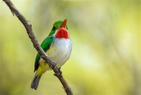 Puerto Rican Tody | San Pedrito Todus mexicanus | zaidserrot | Flickr