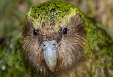 Sirocco the kakapo conservation superstar: Kakapo