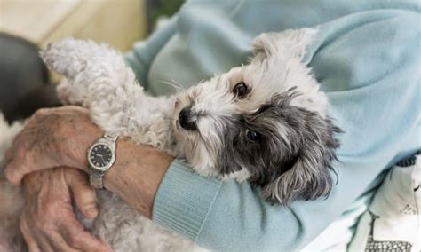 Dogs are a Senior’s Best Friend - The Dogington Post