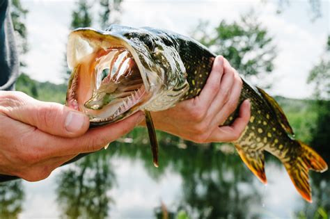 Muskie vs Pike: An Angler's Guide | Outdoor Life