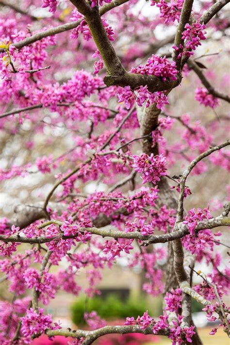 Redbud Tree Blooming | Free Photo - rawpixel