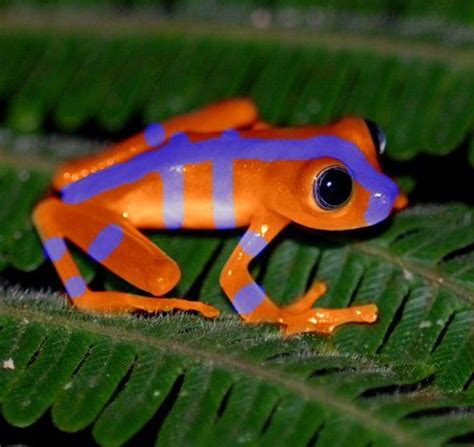 blue red eyed tree frogs - Google Search | amazing animals | Pinterest | Tree frogs, Frogs and ...