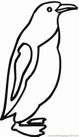 King Penguin Coloring Page At GetColoringscom  Free Printable sketch template