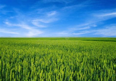 Wheat field over blue sky. Green wheat field over blue sky , #ad, #blue, #field, #Wheat, #wheat ...