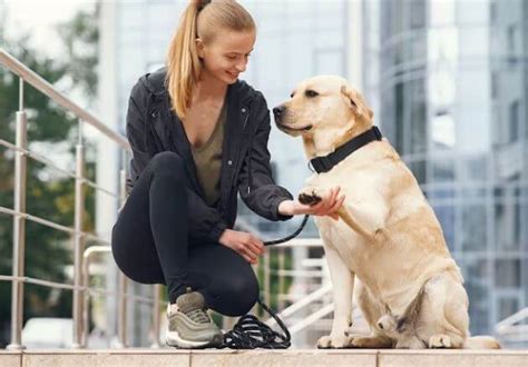 Labrador Retriever Training: Tips and Techniques for a Well-Behaved Dog