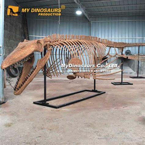 AS-073 Large Monster Tylosaurus Skeleton for Sale | My Dinosaurs