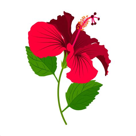 Hibiscus detailed full bloom flower with stem and leaves. Floral clip ...