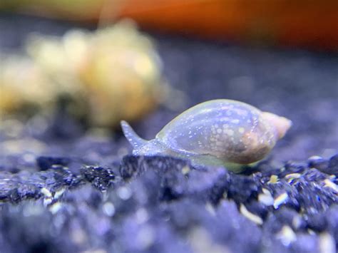 Is this a normal color for a pond snail to be? I have only 2 that look like this in a tank of ...