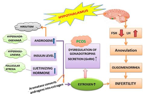 Frontiers | Polycystic Ovary Syndrome: A Disorder of Reproductive Age, Its Pathogenesis, and a ...