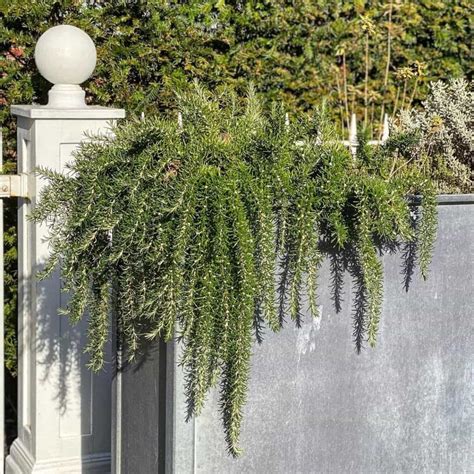 9 Best Trailing Plants for Evergreen Winter Hanging Baskets