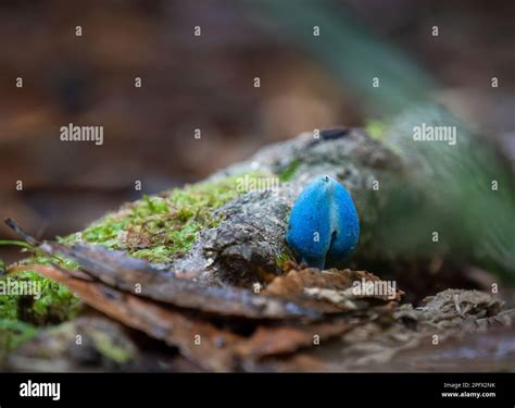 Blue mushroom (Entoloma hochstetteri) on forest habitat in the Rotorua ...