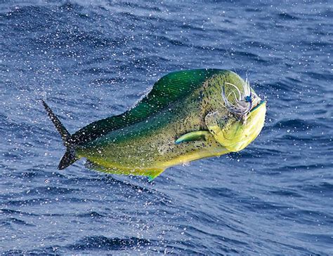 Dorado – Costa Rica Fishing - FECOP