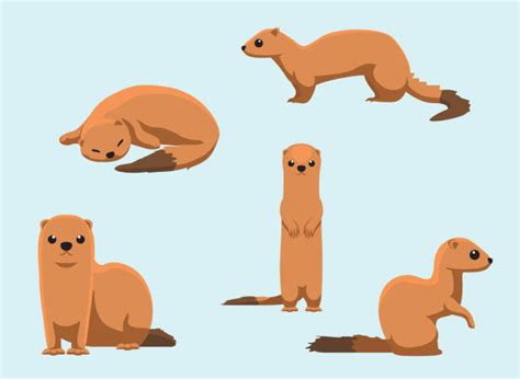 Mongoose Illustrations, Royalty-Free Vector Graphics & Clip Art - iStock