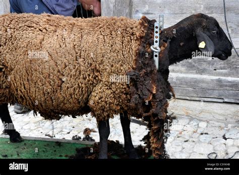 Sheep,Ballenberg museum,Switzerland Stock Photo - Alamy