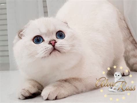 Scottish Fold kittens with blue eyes | AlvaRoss.com