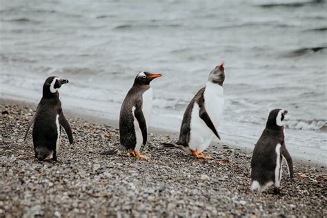 Where to See Penguins in Argentina: 6 Destinations in Patagonia