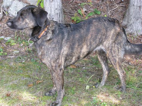 Treeing Tennessee Brindle Dog Breed & Info, Pics, & More