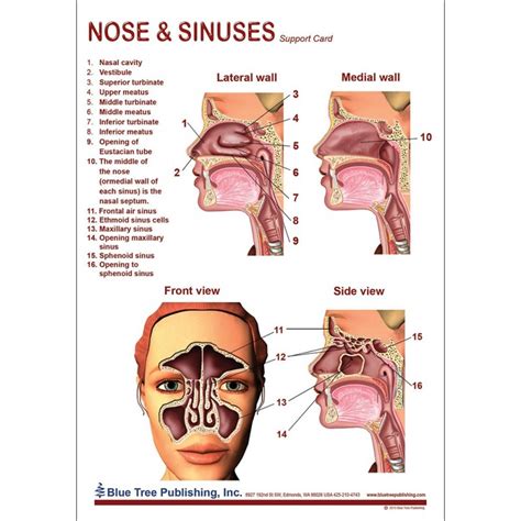 Nasal Sinus Anatomy | ubicaciondepersonas.cdmx.gob.mx