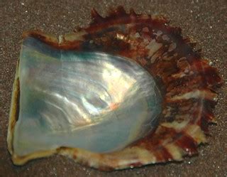 Pinctada fucata (Japanese pearl oyster) (Japan) | Pinctada f… | Flickr