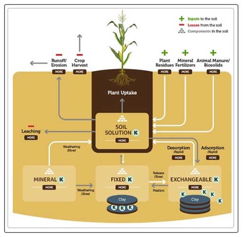 Potassium Fertilizers: Effects, Importance, and Deficiency - AAAK