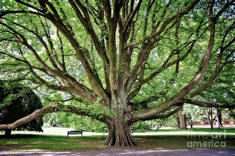 Majestic tree in Christchurch botanic gardens Photograph by Delphimages Photo Creations - Pixels