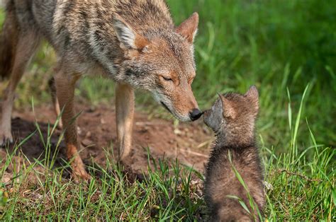 Desert Coyote Pups