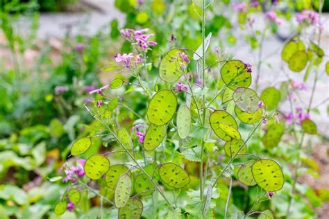 What Are Biennial Plants? (& 10 Popular Biennial Flowers for Your Garden)