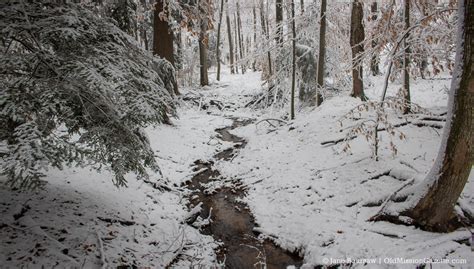 Snowy Woods on the Old Mission Peninsula - Old Mission Gazette