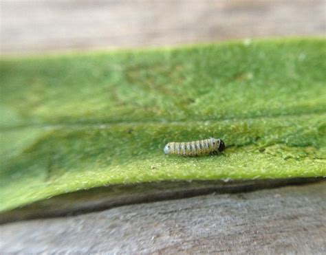 Welcome to the World, Lil Joe! Monarch Eggs Retrieved on the Llano River this Weekend – Texas ...