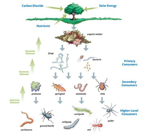 Part in Ecosystem - about the ant